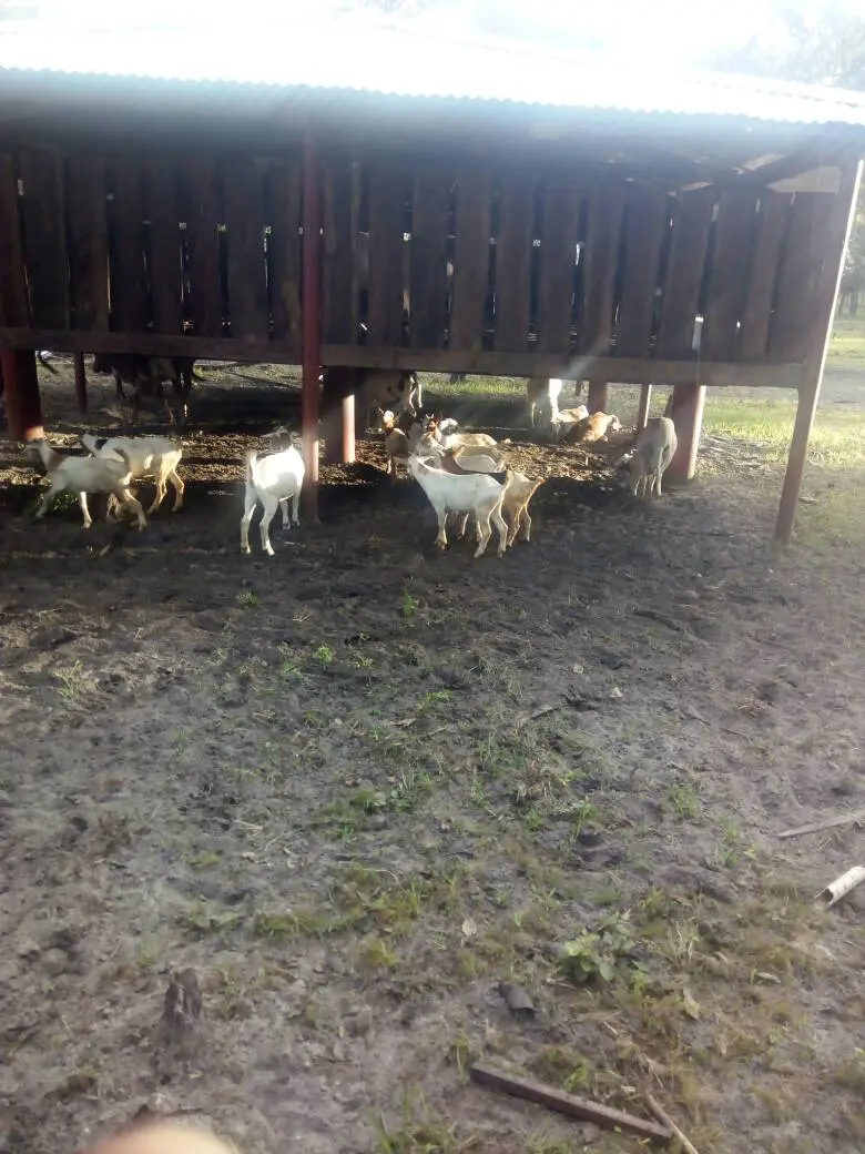 130-Hectare Integrated Farm with Livestock Facilities & Solar Power image